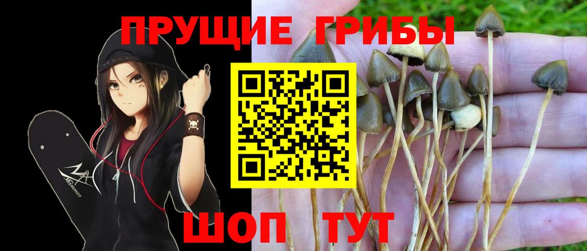 Галлюциногенные грибы Psilocybe  хочу наркоту  Галлюциногенные грибы GOLDEN TEACHER  Грязи  Вход с VPN 